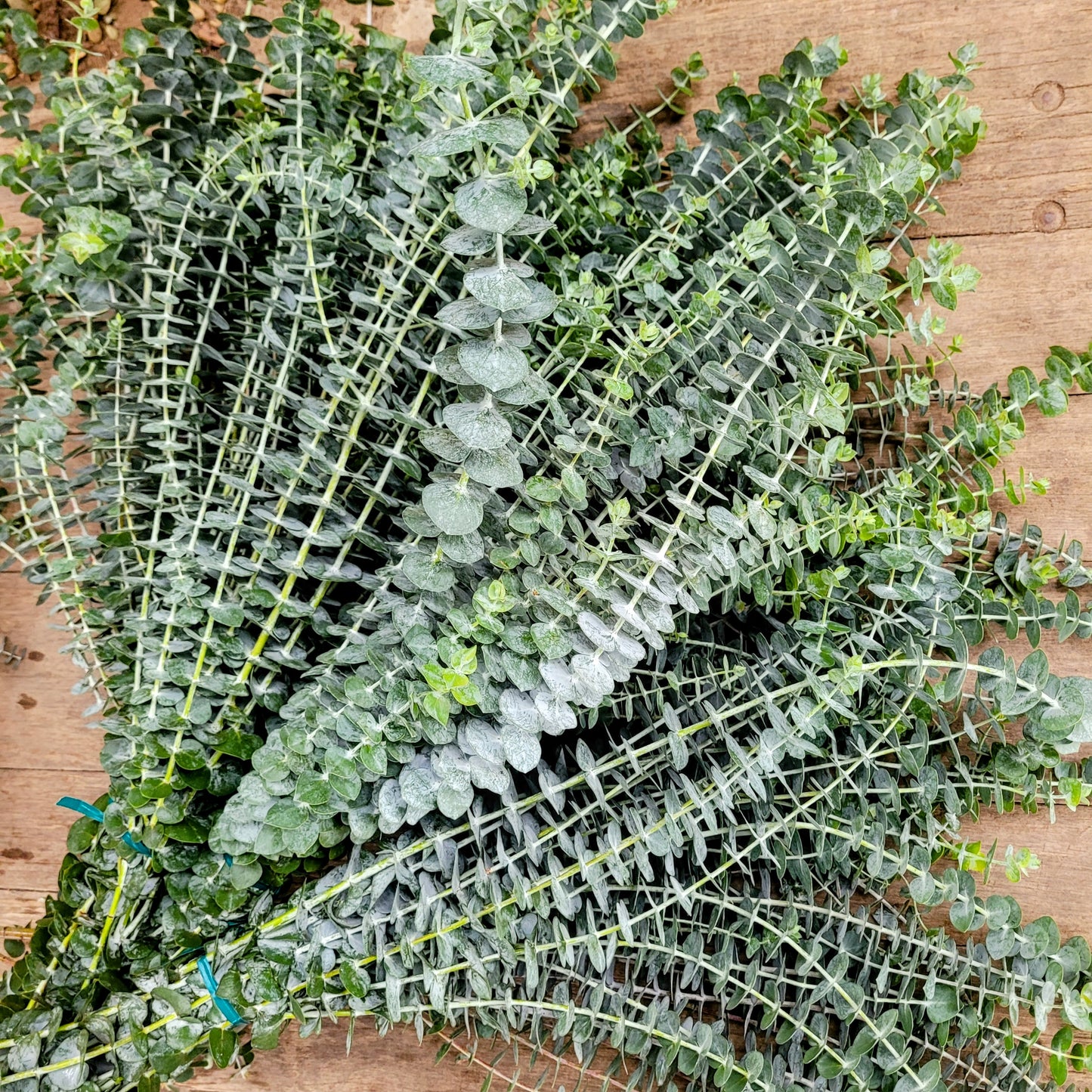 Baby Blue Eucalyptus - Fresh Bundle Bulk Buy