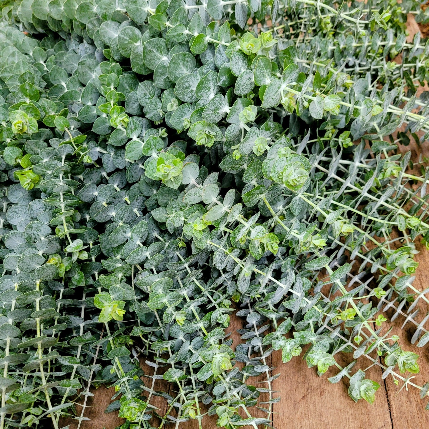 Baby Blue Eucalyptus - Fresh Bundle Bulk Buy