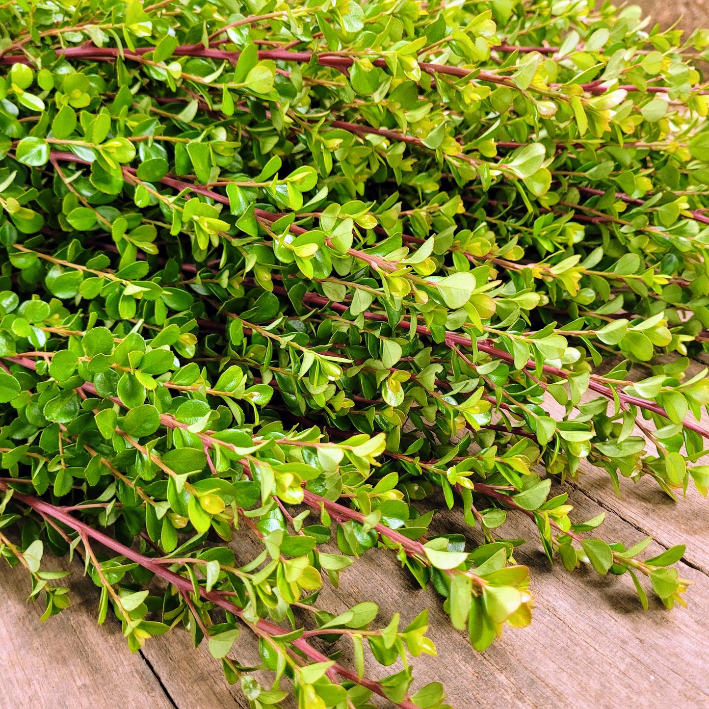 African Boxwood - Fresh Bundle Bulk Buy