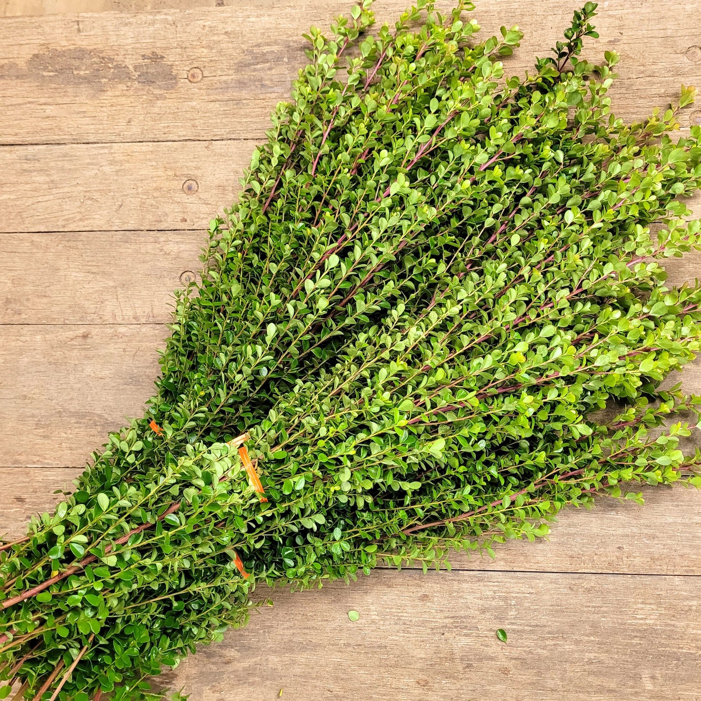 African Boxwood - Fresh Bundle Bulk Buy