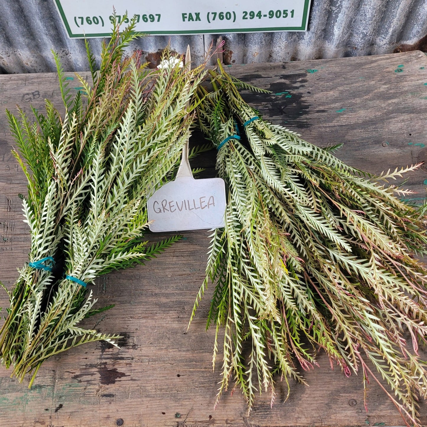 Grevillea - Fresh Bundle Bulk Buy