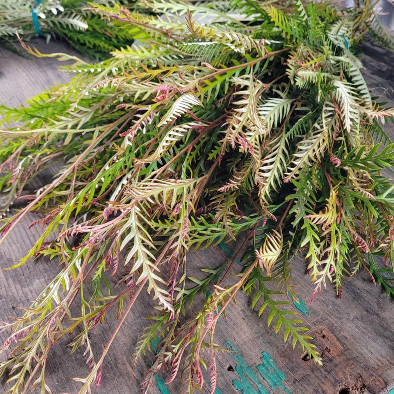 Grevillea - Fresh Bundle Bulk Buy