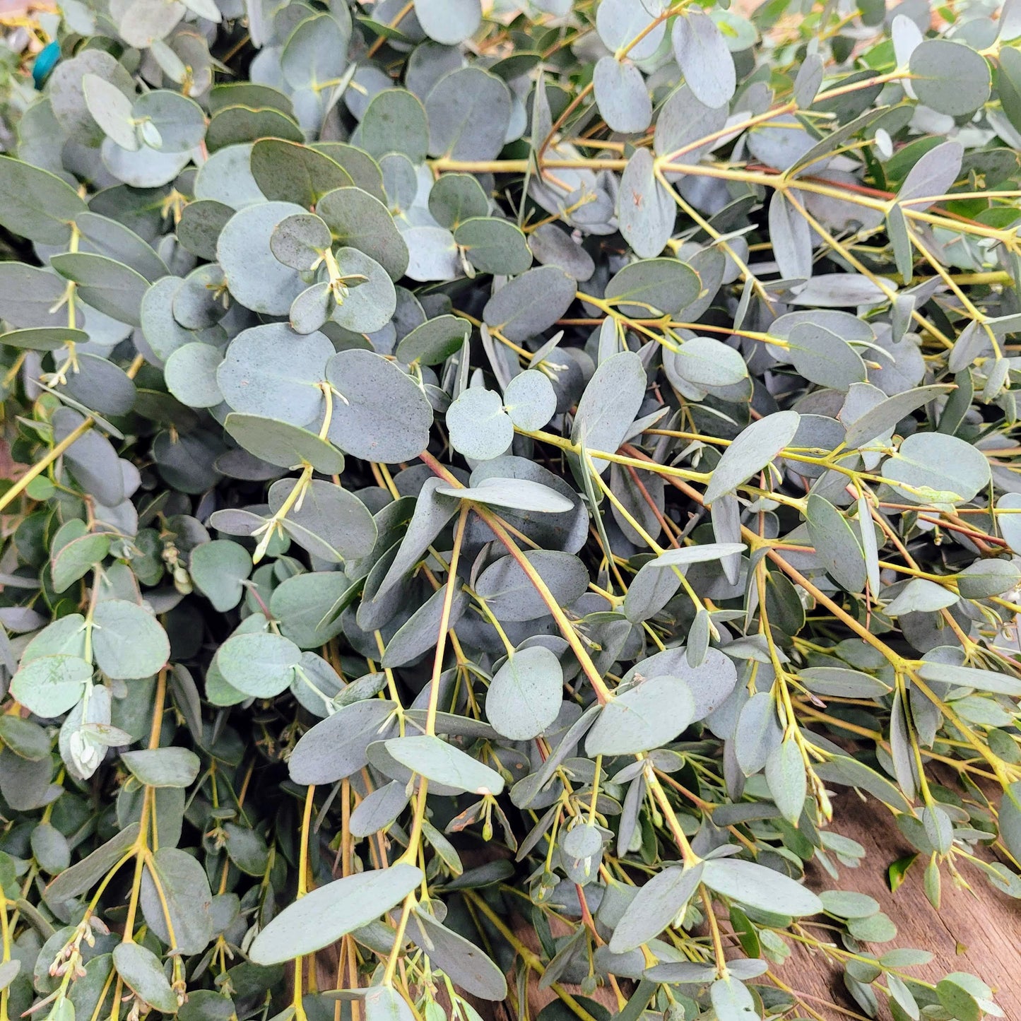 Gunnii Eucalyptus - Fresh Bundle Bulk Buy