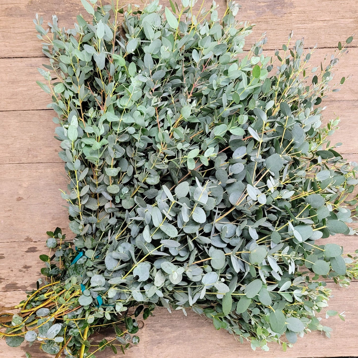Gunnii Eucalyptus - Fresh Bundle Bulk Buy