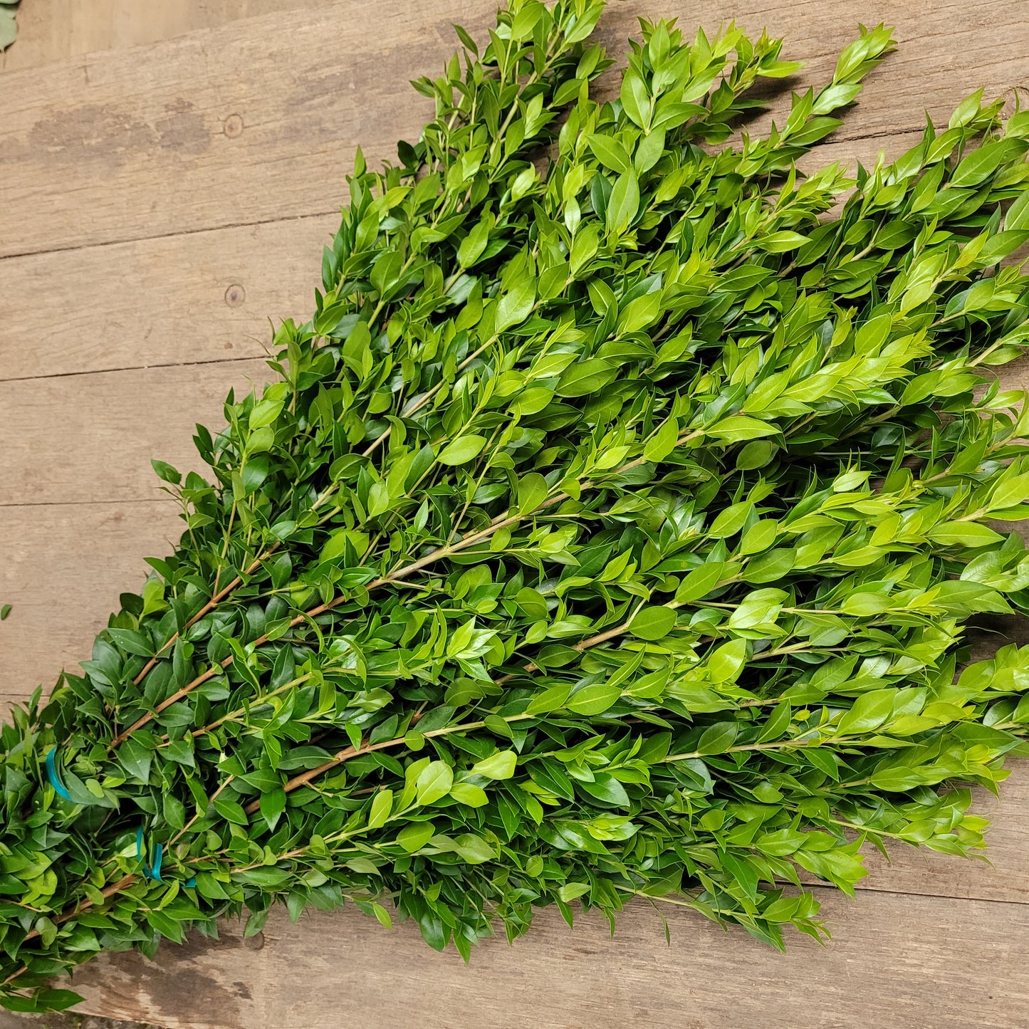 Long Myrtle - Fresh Bundle Bulk Buy