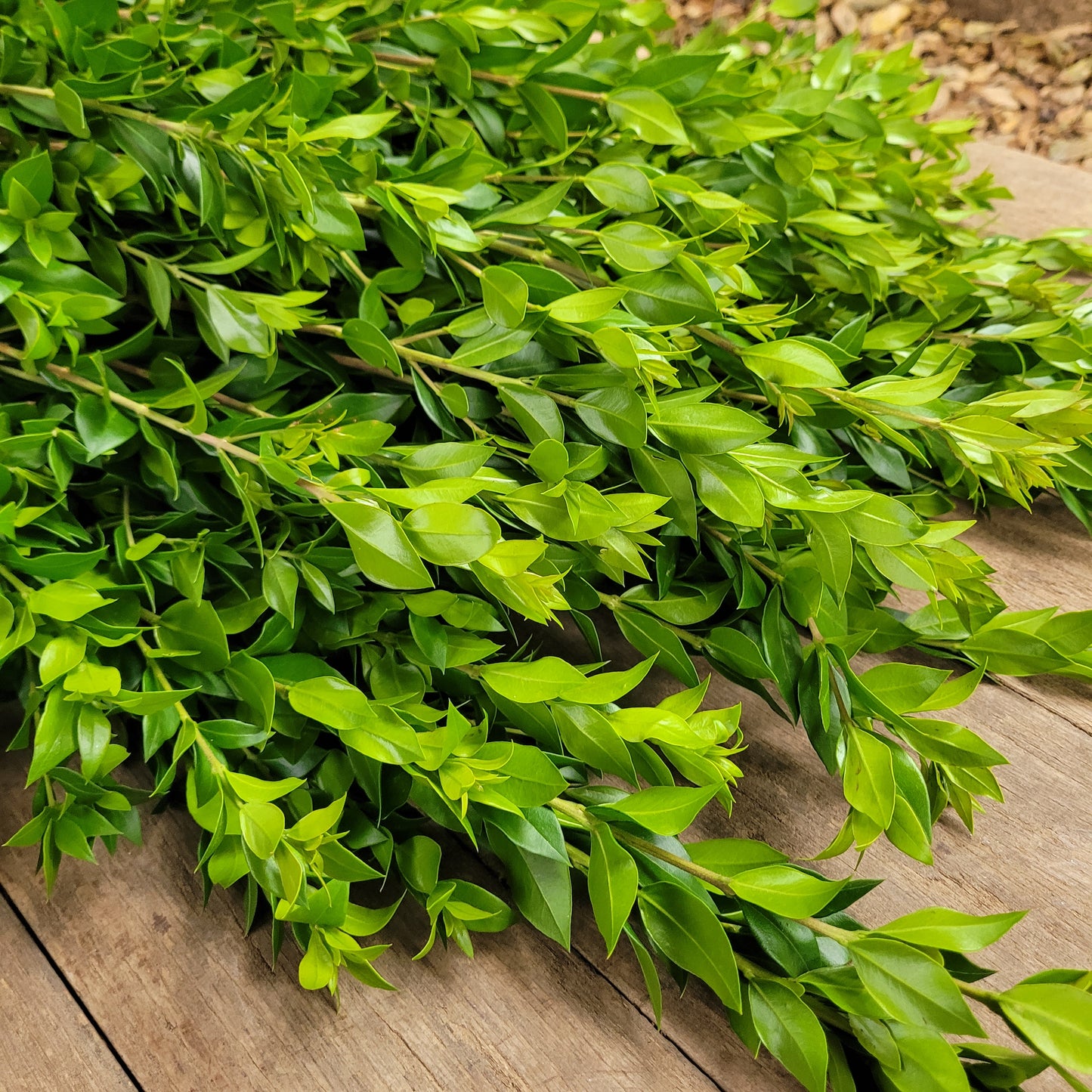 Long Myrtle - Fresh Bundle Bulk Buy