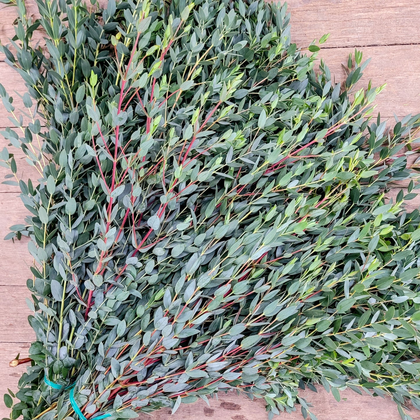Parvifolia Eucalyptus - Fresh Bundle Bulk Buy
