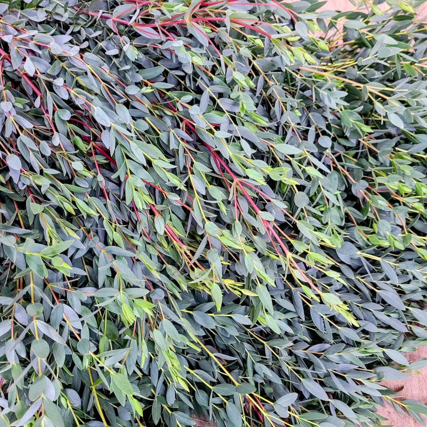 Parvifolia Eucalyptus - Fresh Bundle Bulk Buy