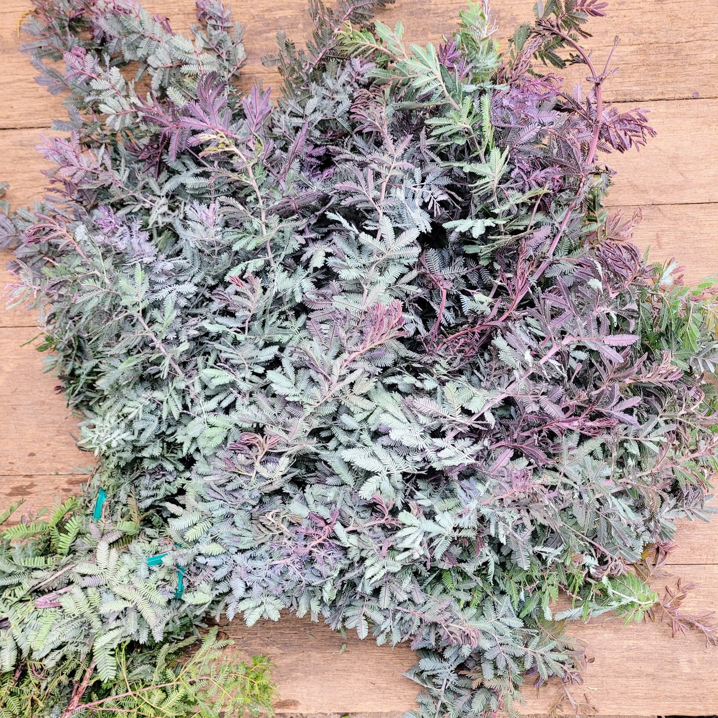 Purple Feather Acacia - Fresh Bundle Bulk Buy