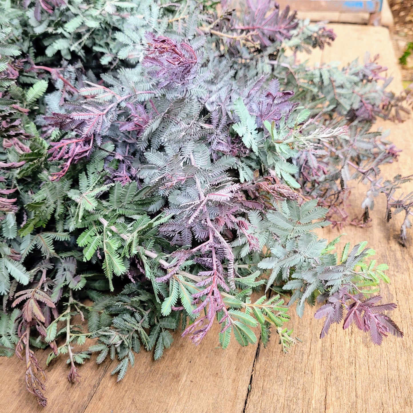 Purple Feather Acacia - Fresh Bundle Bulk Buy