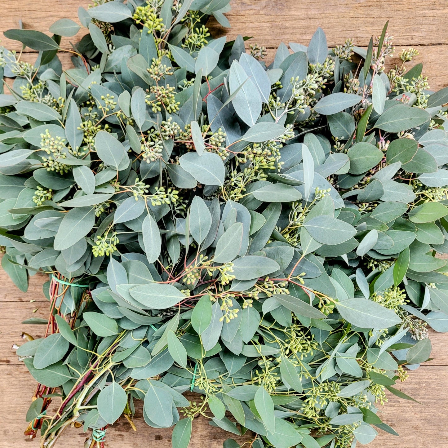 Seeded Eucalyptus - Fresh Bundle Bulk Buy