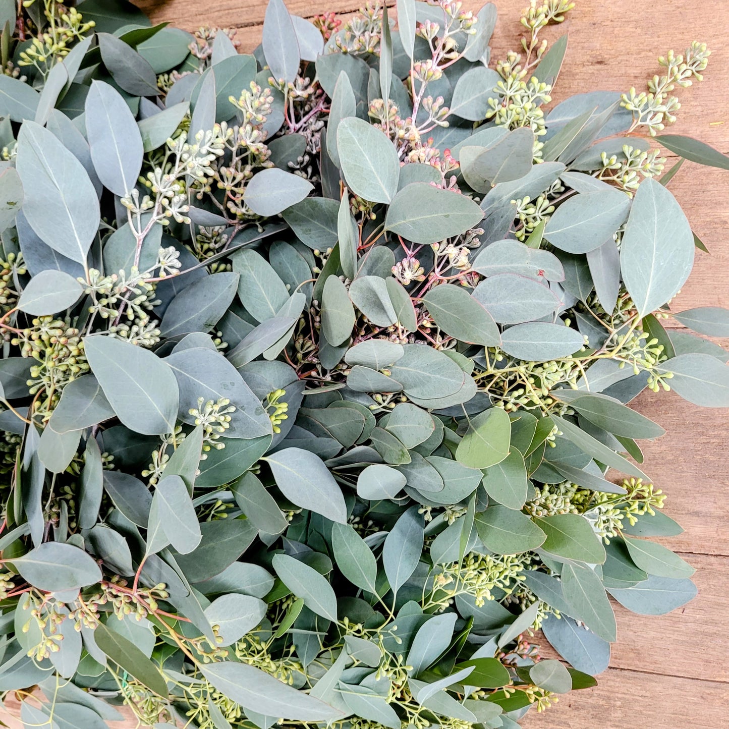Seeded Eucalyptus - Fresh Bundle Bulk Buy
