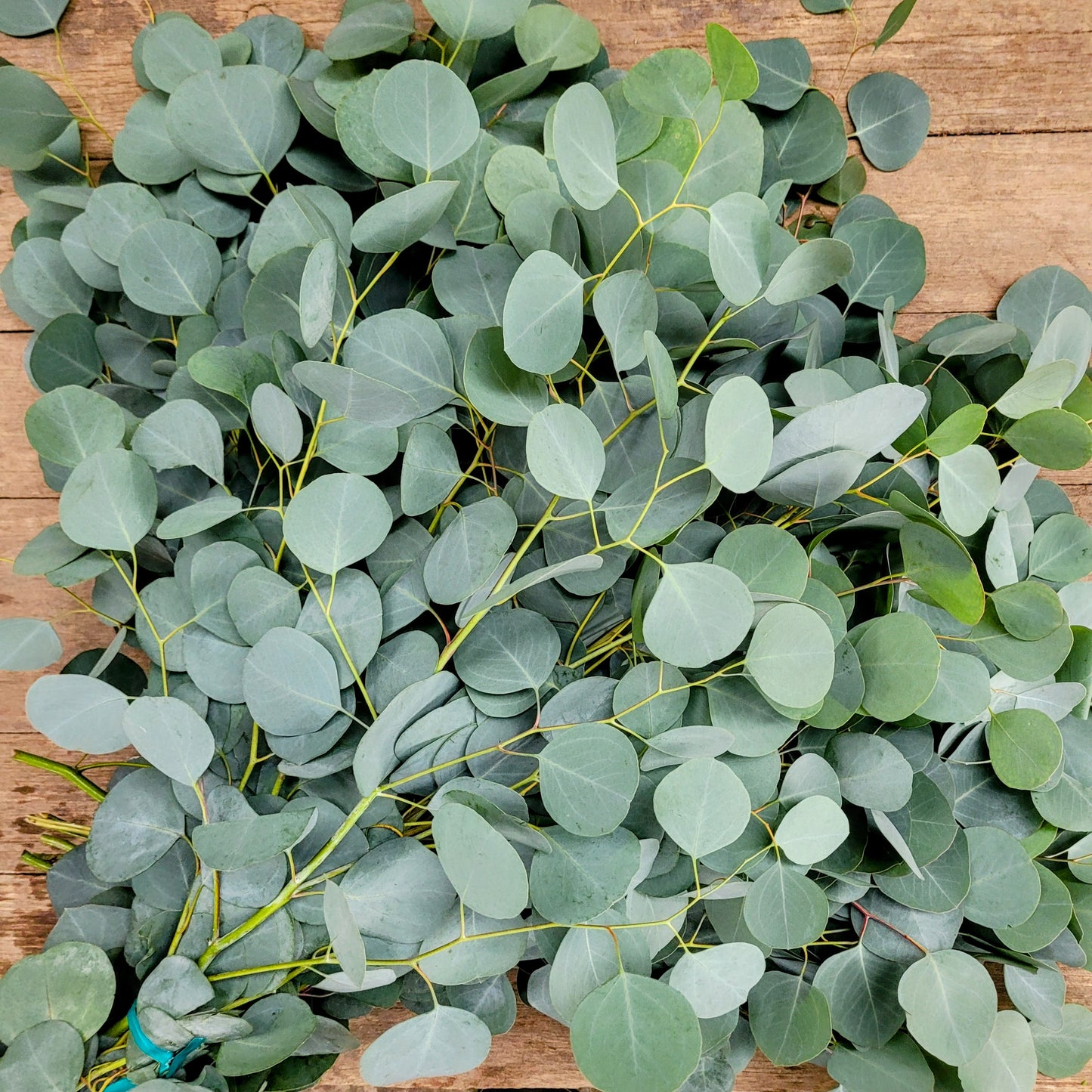 Diamond Eucalyptus - Fresh Bundle Bulk Buy