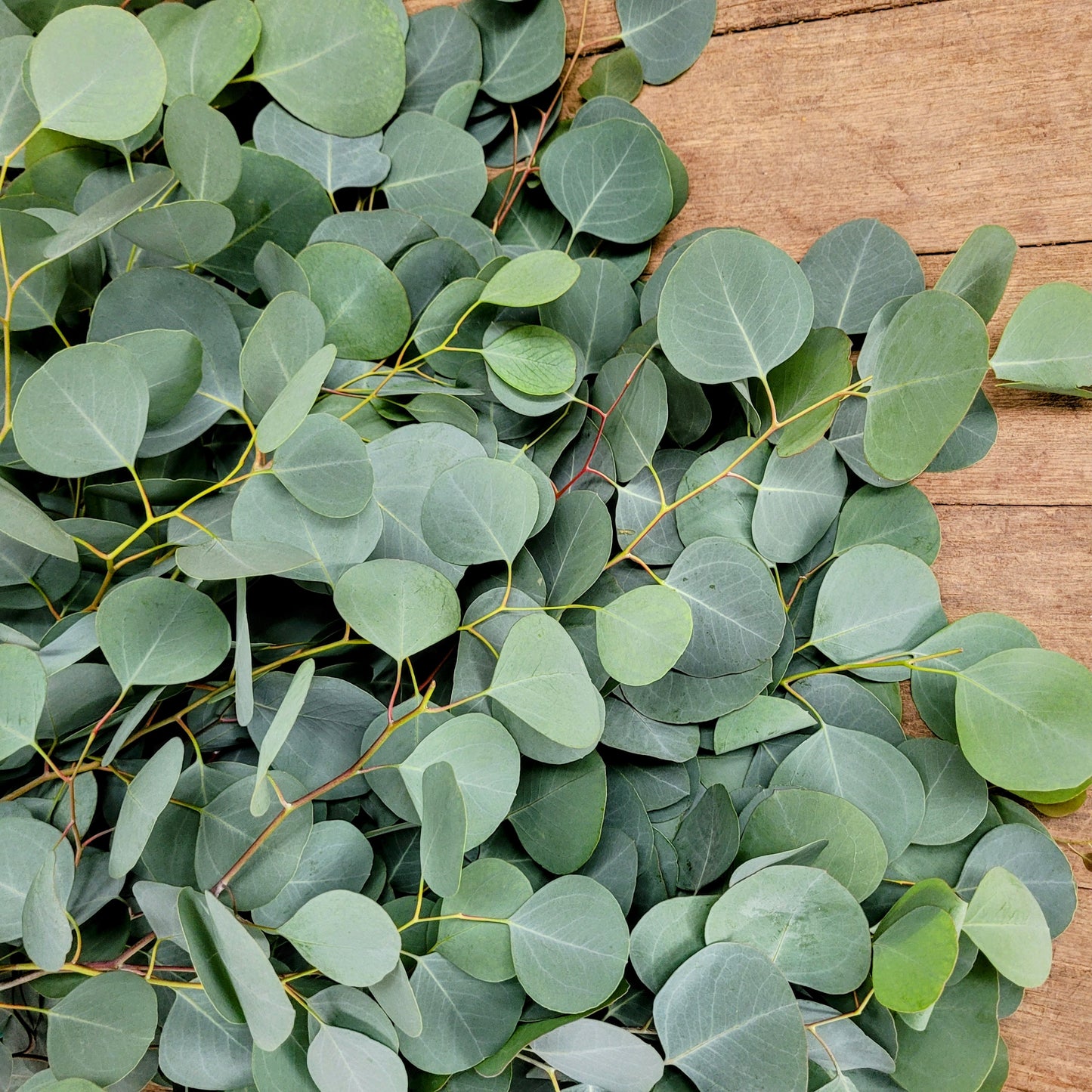 Diamond Eucalyptus - Fresh Bundle Bulk Buy