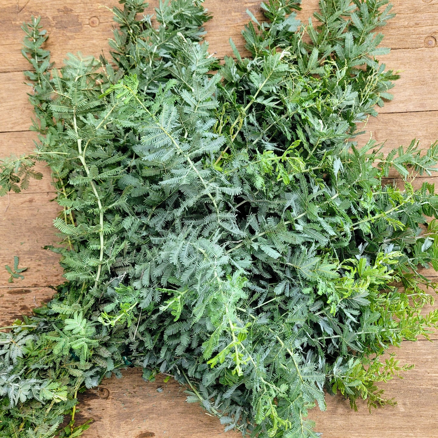 Silver Feather Acacia - Fresh Bundle Bulk Buy