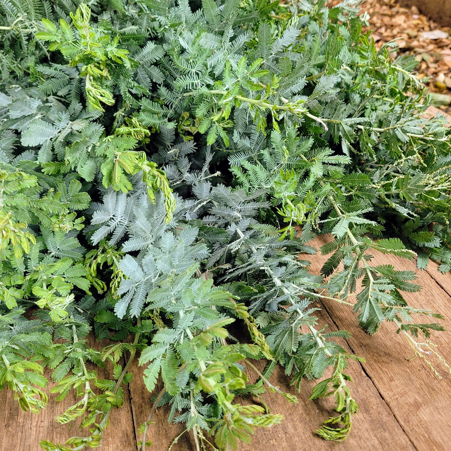 Silver Feather Acacia - Fresh Bundle Bulk Buy