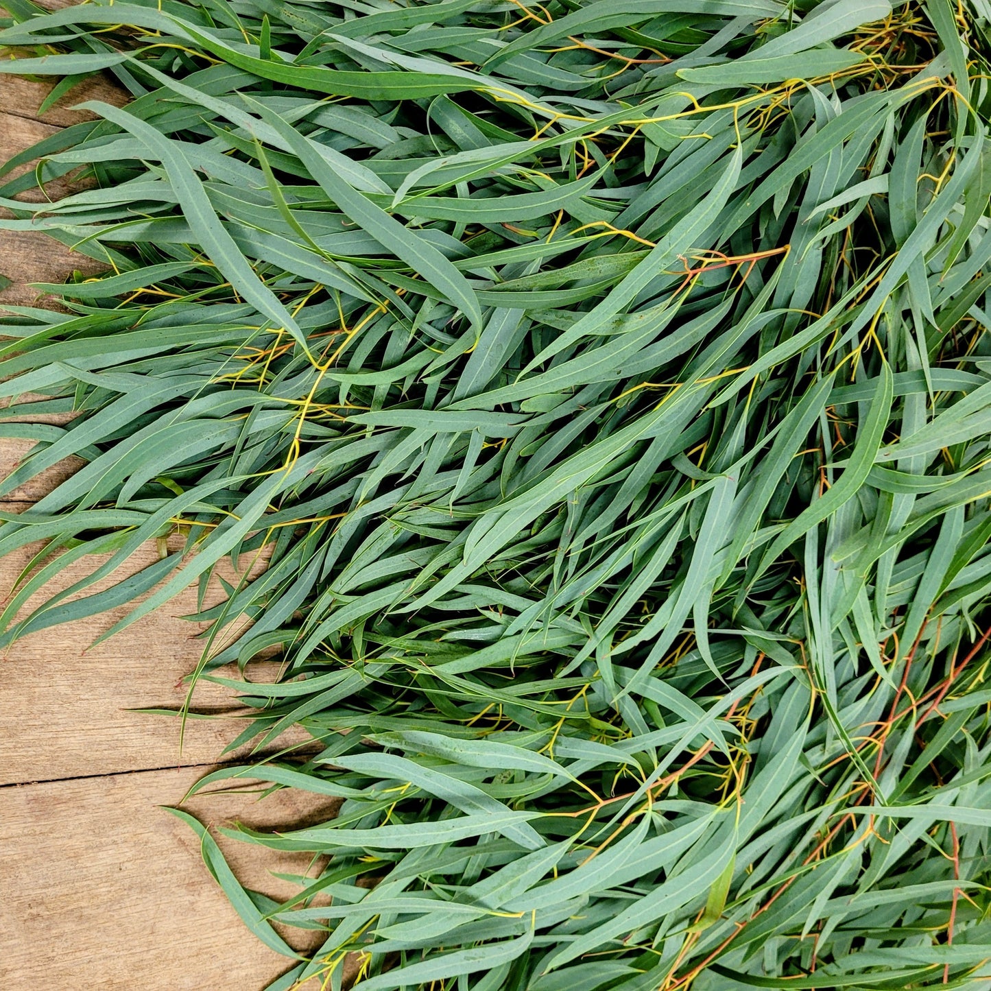 Feather Eucalyptus - Fresh Bundle Bulk Buy