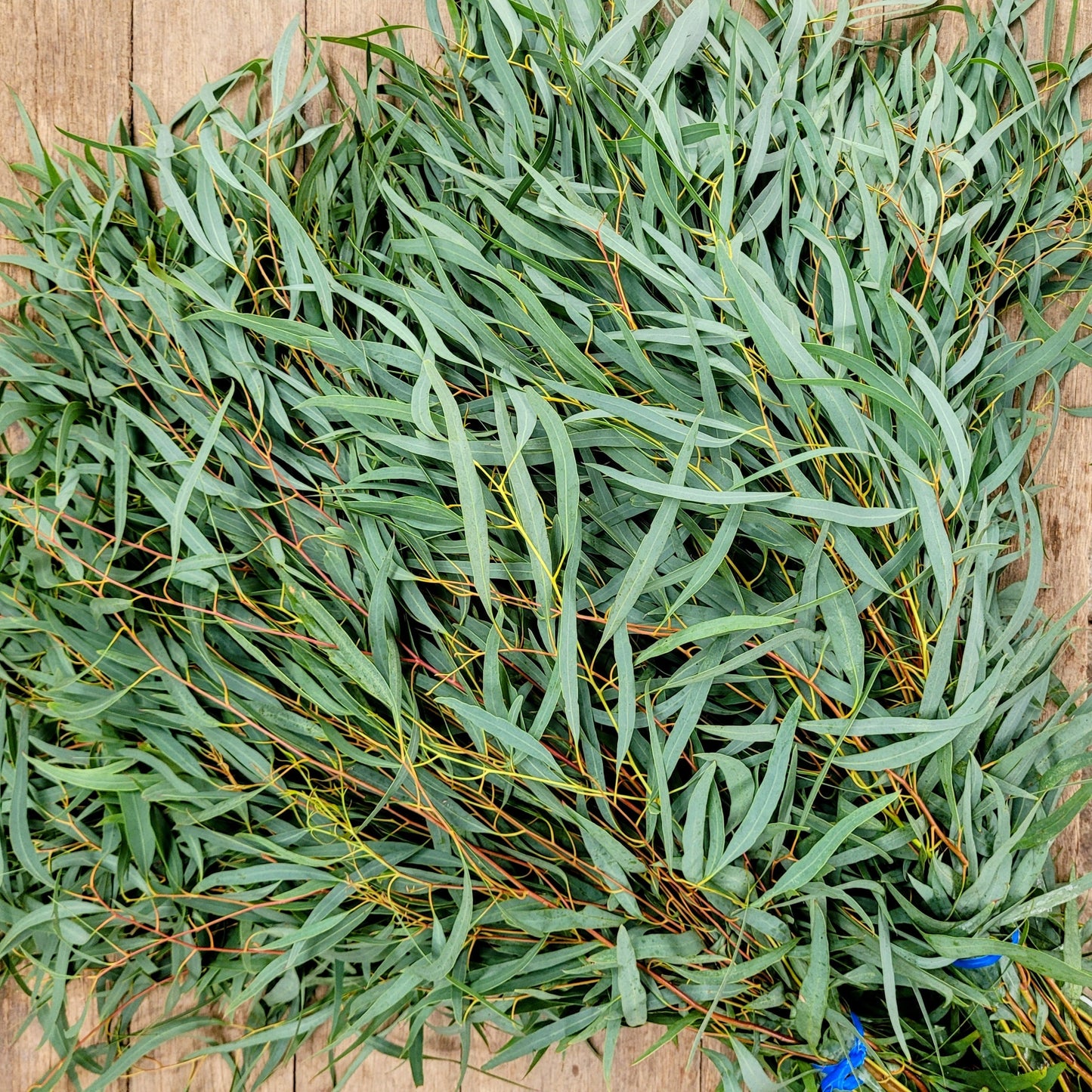 Feather Eucalyptus - Fresh Bundle Bulk Buy