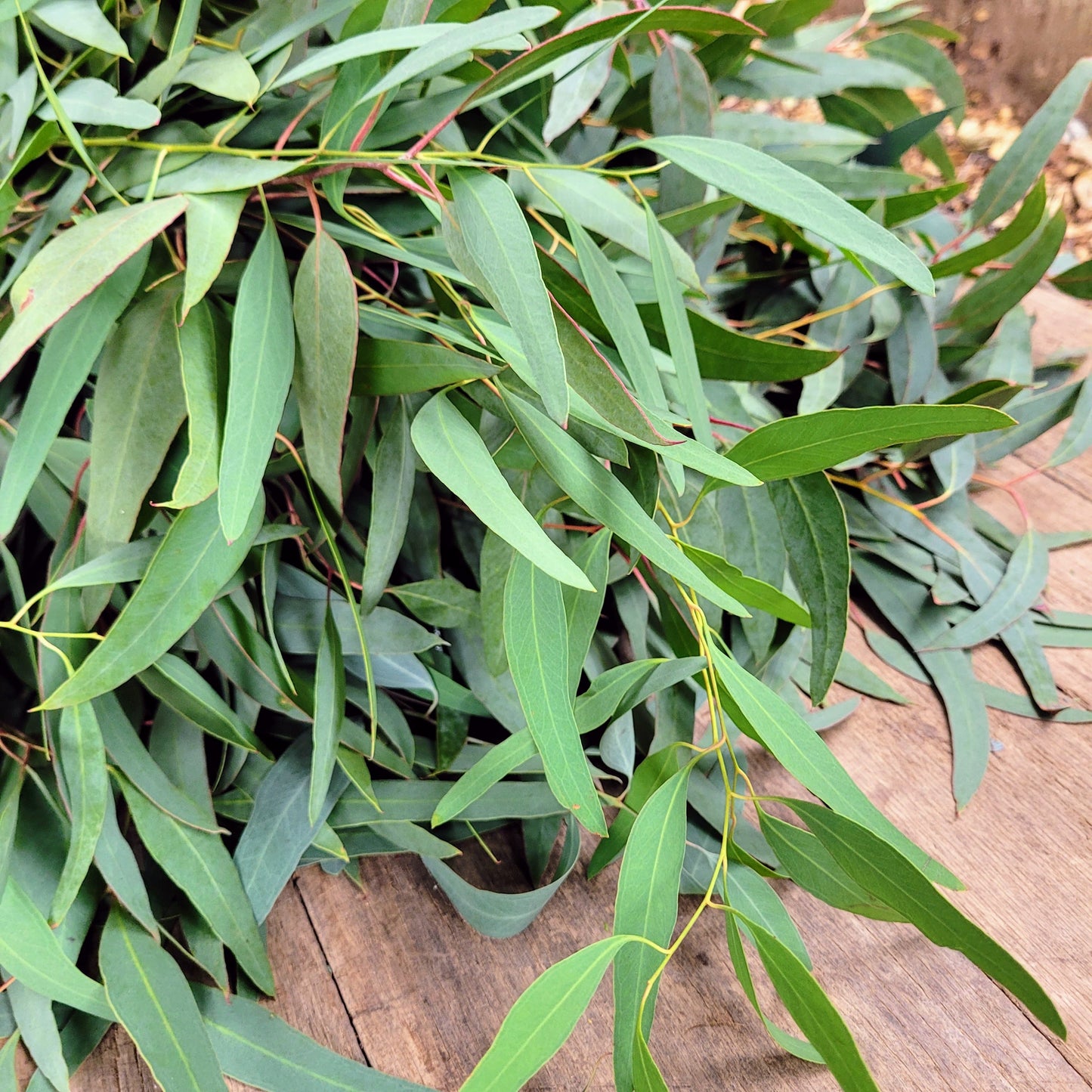 Willow Eucalyptus - Fresh Bundle Bulk Buy