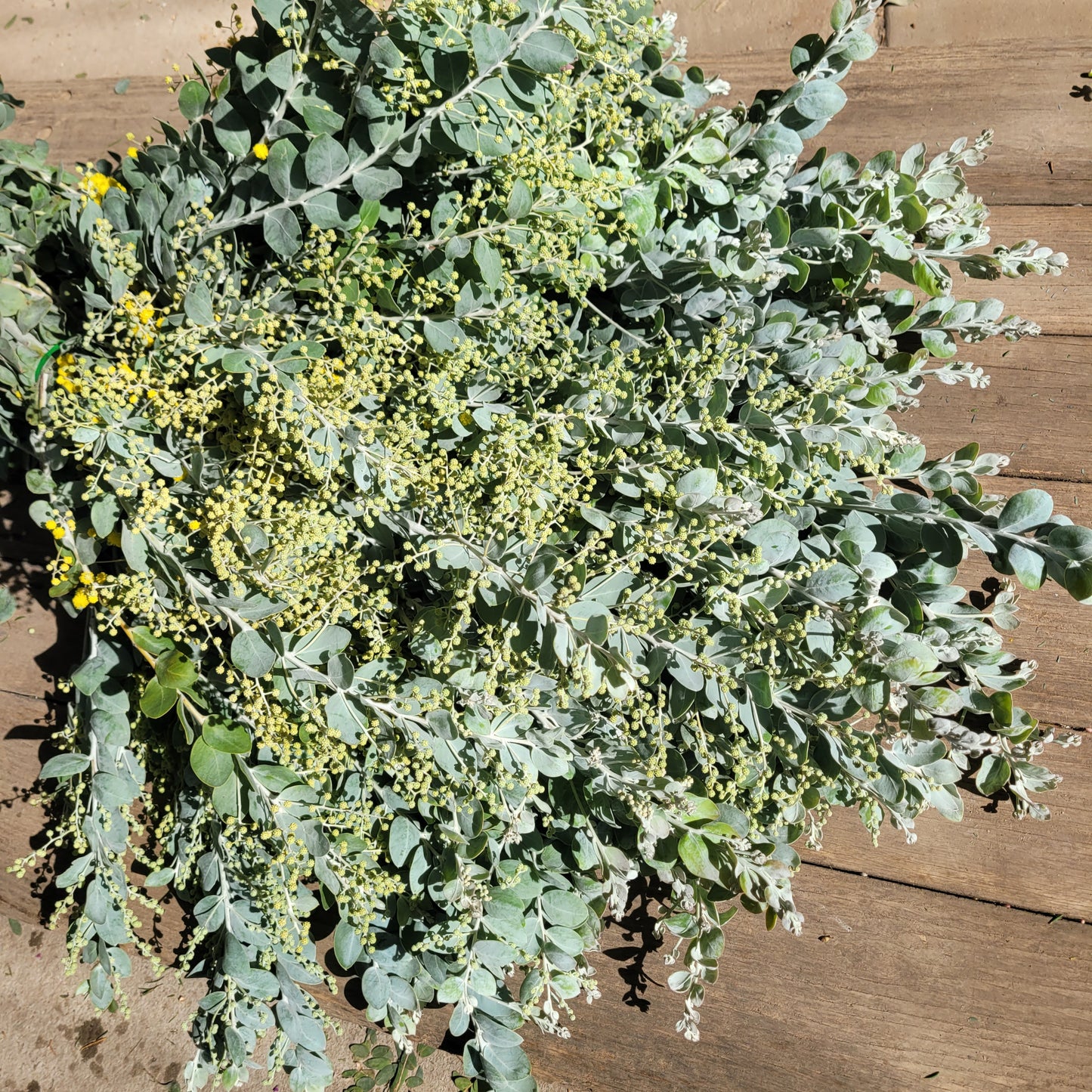 Pearl Acacia - Fresh Bundle Bulk Buy