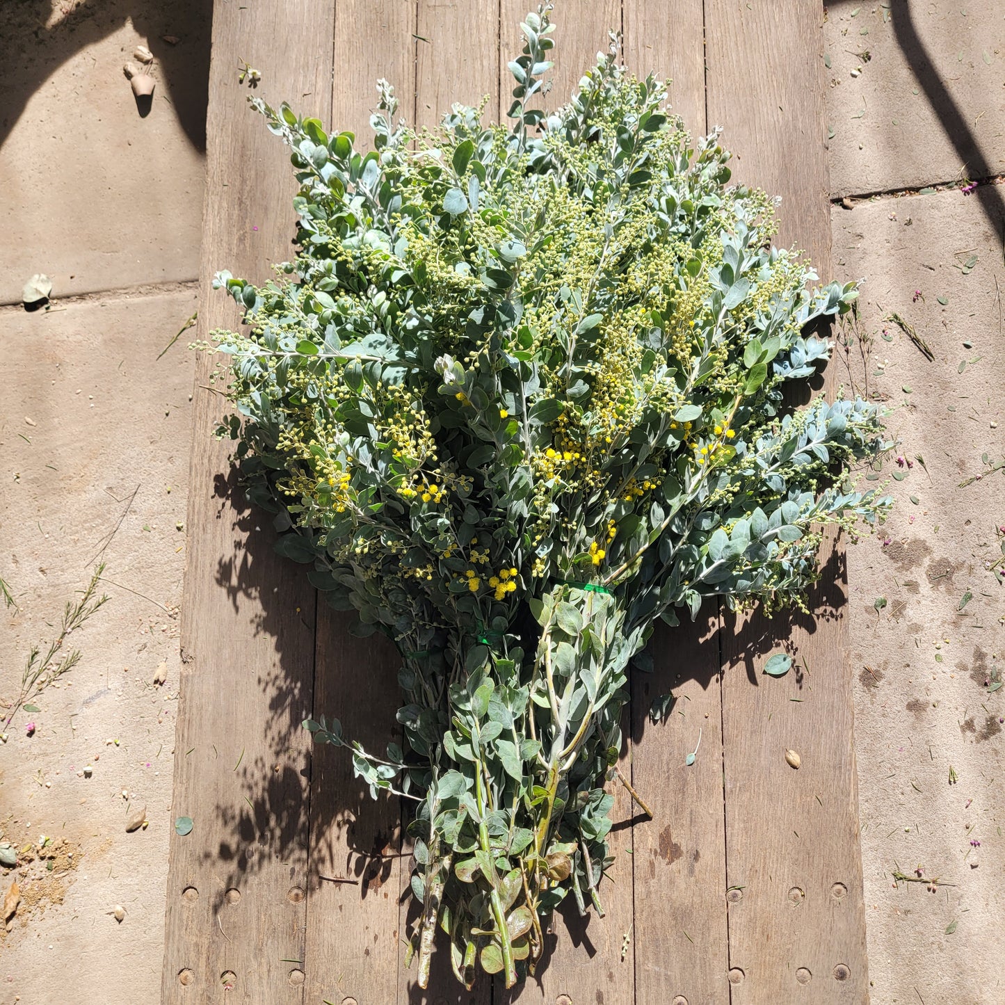 Pearl Acacia - Fresh Bundle Bulk Buy